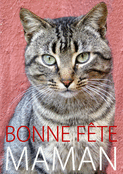Un joli chat pour une f&ecirc;te m&eacute;morable